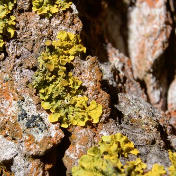 Xanthoria parietina + Populus nigra - Lichen on poplar bark - Trójmiejski Park Krajobrazowy – Obrzeże – Chwarzno-Wiczlino