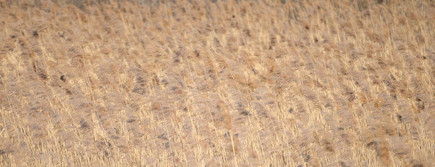 Dry reeds by the lake. Golden reeds in the sun in early spring. Abstract natural background.