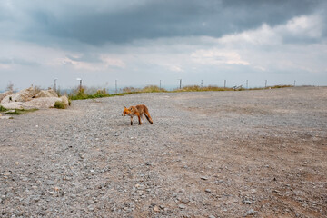 A fox has to do what a fox has to do