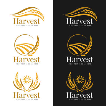 Yellow Gold Harvest Paddy Rice Logo Vector Collection Design