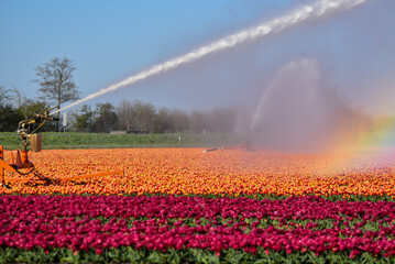 Anna Paulowna, Netherlands - April 2020. Watering a tulipfield