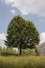 The green tree in the middle of the city