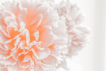 Pink petals of a blooming peony close-up. The flower Bud