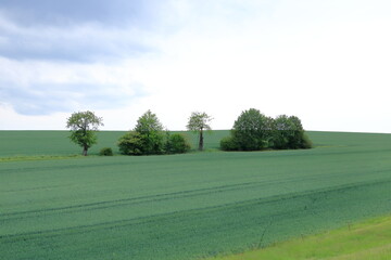Obraz premium Minimalist garden landscape with trees, bushes and different plants on a cloudy day