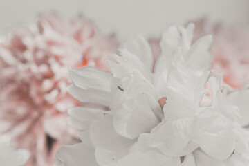 Pink petals of a blooming peony close-up. The flower Bud