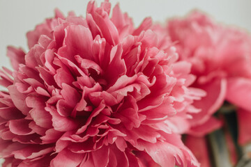 Pink petals of a blooming peony close-up. The flower Bud