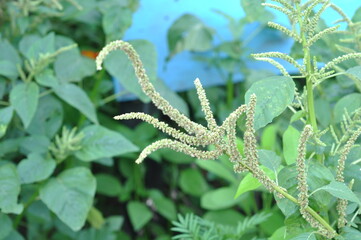 close up of fern leaf