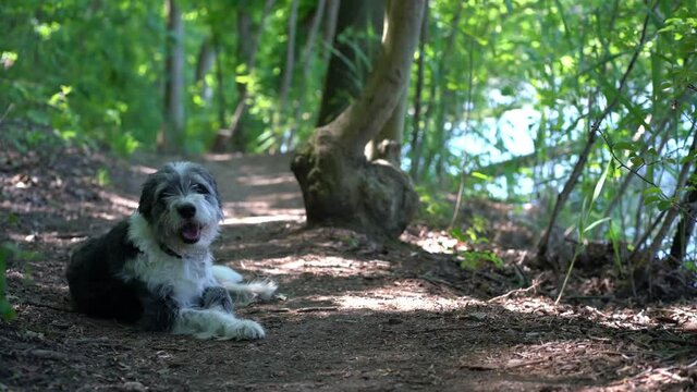 Panting dog resting on a hiking path on a hot day with trees and a lake in the background (Krummer See, Brandenburg)