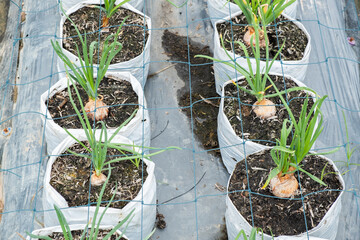 red onion in white plasstic bag vegetable bed in the vegetable field in gardening background