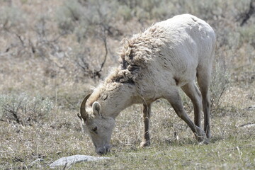 Naklejka na ściany i meble Big horn sheep, yellowstone, USA