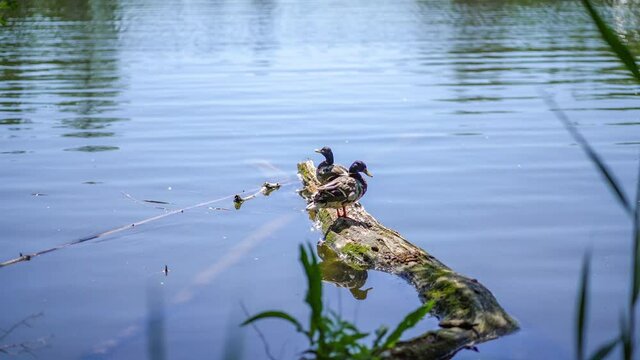 Two ducks sunbathing on an a dead tree trunk in a lake with reflections on the water surface (Krummer See, Brandenburg)