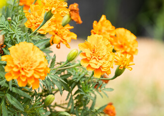 beautiful marigolds flowers bloom in the garden nature background. (Tagetes erecta, Mexican marigold, African marigold)