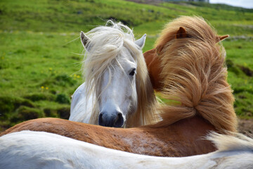 Friends. Two Icelandic horses, grooming each other.