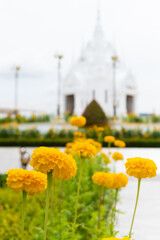 beautiful marigolds flowers bloom in the garden nature background. (Tagetes erecta, Mexican marigold, African marigold)