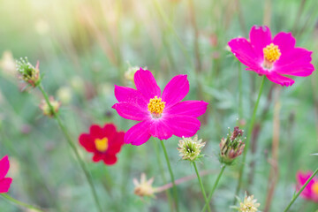Obraz na płótnie Canvas Beautiful pink cosmos flower blossom in garden on blur nature background.