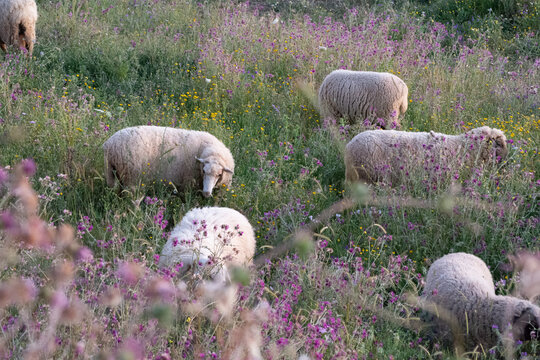 Ovejas pastando al anochecer