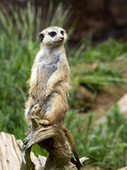 The female Meerkat, Suricata suricatta, stands guard on an elevated trunk