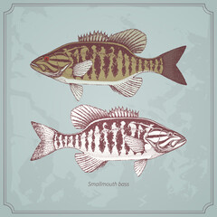 Smallmouth bass hand drawn vintage vector illustration. Isolated on retro texture background.