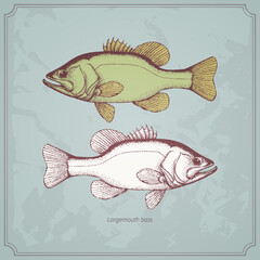 Largemouth bass hand drawn vintage vector illustration. Isolated on retro texture background.
