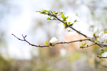 
magnolia