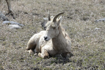 Big horn sheep, yellowstone, USA