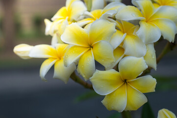 frangipani flowers or plumeria flowers Bouquet on branch tree in morning garden background  with Sunlight. Plumeria white and yellow petal blooming is beauty in garden background.