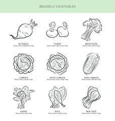 Genus Brassica vegetables set. Rutabaga, Turnip, Broccolini, Cabbage, Savoy Cabbage, Napa Cabbage, Rapini, Kale, Bok Choy. Outline collection vector illustration.