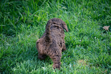 cachorros de perro de agua español