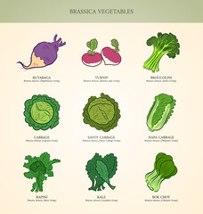Genus Brassica vegetables set. Rutabaga, Turnip, Broccolini, Cabbage, Savoy Cabbage, Napa Cabbage, Papini, Kale, Bok Choy. Outline collection vector illustration.