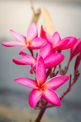 Bright pink plumeria blooms on branch tree in morning garden background  with Sunlight.Plumeria flower pink  frangipani tropical flower,Beautiful of Plumeria flower which is national flower.