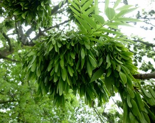 Branches with green leaves and seeds of Fraxinus Excelsior or Common Ash tree. 