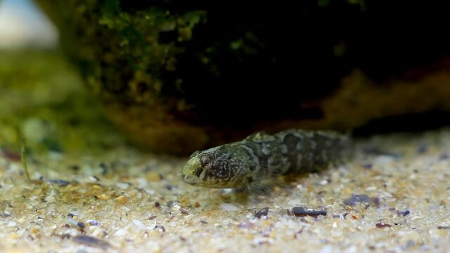 tubenose goby, Proterorhinus semilunaris, funny juvenile saltwater fish in Black Sea marine biotope aquarium, notorious invasive alien species attentively stares at camera on sand bottom