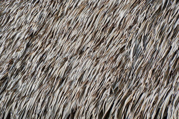 Close up of thatch roof texture