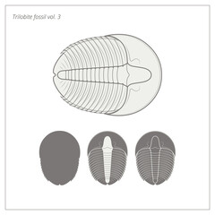 Trilobite fossil - natural history - vector illustration
