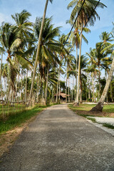 Fototapeta na wymiar Small road towards the village