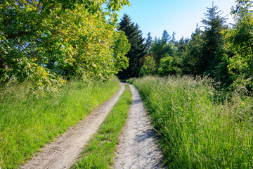 Fototapeta na wymiar Scenic view of hiking trail in green rural landscape in Gamburg, Germany. Green grass and forest trees on a sunny day.