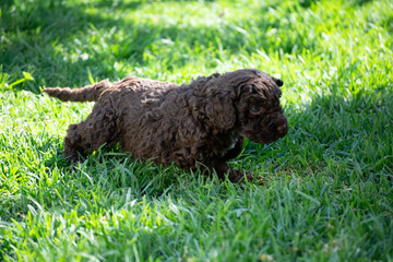 cachorros de perro de agua español
