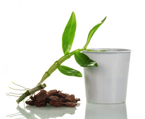 A young sprout of dendrobium orchid next to a pot and soil for transplant. Close-up isolated on ...