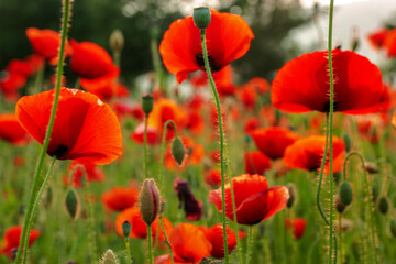 Naklejka premium Poppy flower is very beautiful.