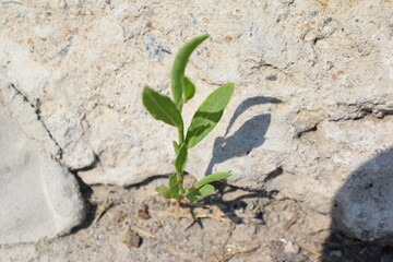 the plant breaks through the stone