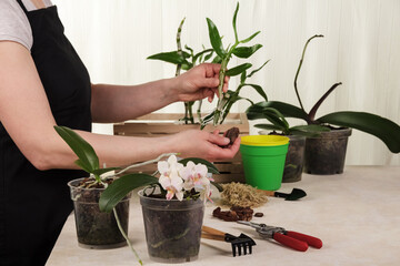 A woman in an apron near a table with garden supplies, replants orchids.