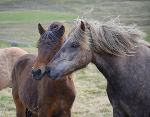 Obraz premium Friends. Two Icelandic horses in contact. Bay and dapple gray.