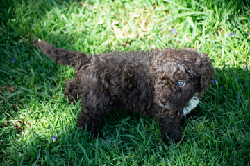 cachorros de perro de agua español