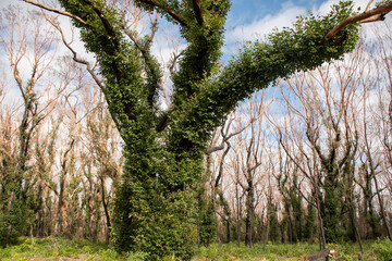 Australian bushfires aftermath: eucalyptus trees recovering after severe fire damage. Eucalyptus can survive and re-sprout from buds under their bark or from a lignotuber at the base of the tree.