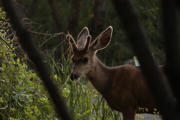 Mule deer in grass