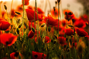 Poppy flower is very beautiful.