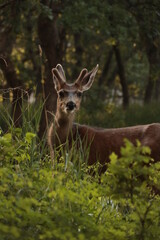 Close up of deer in velvet
