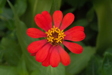 red zinnia