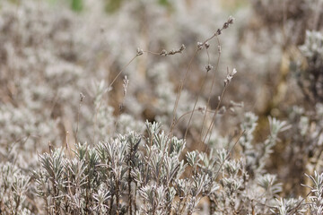 Lavender. Nature background of silver foliage. The small depth of field