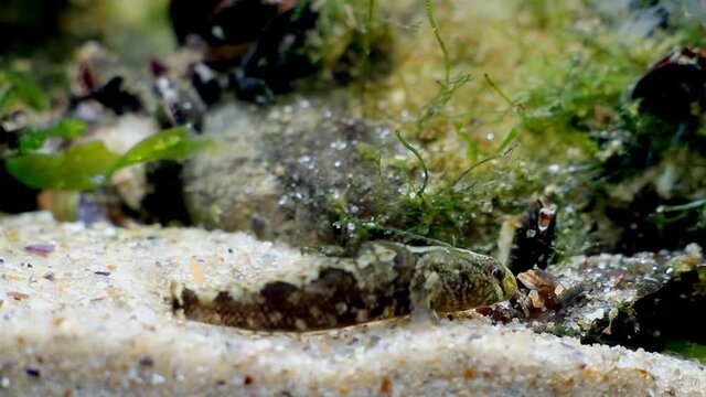 tubenose goby, funny juvenile saltwater fish in Black Sea marine biotope aquarium, notorious invasive alien species watches attentively mytilaster mollusk moving on sand bottom